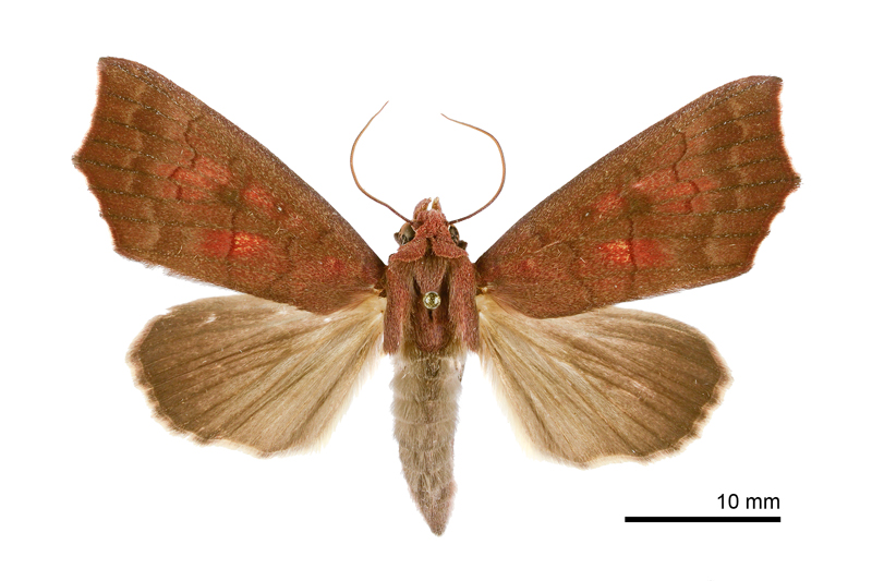 Rusicada privata Female
